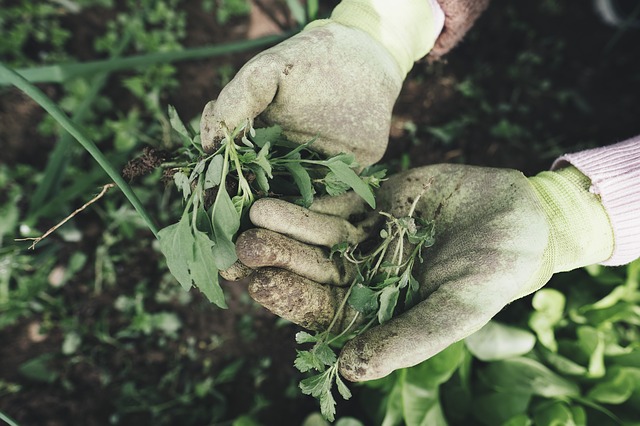 8 Tips To Get Your Kids Enjoy Home Gardening