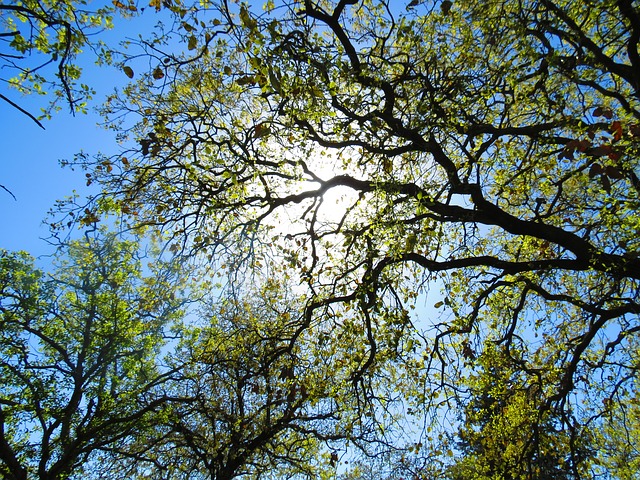 Tree Care – Your Own Way